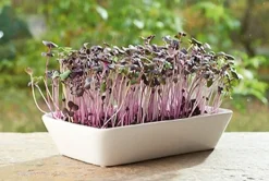 Intratuin Buzzy® Microgreens Radies (Raphanus sativus) Kresse-Anzuchtset| Gemüsesamen|Saatgut