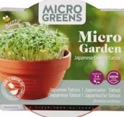Intratuin Buzzy® Microgreens Tatsoi (Brassica narinosa) Kresse-Anzuchtset| Gemüsesamen|Saatgut