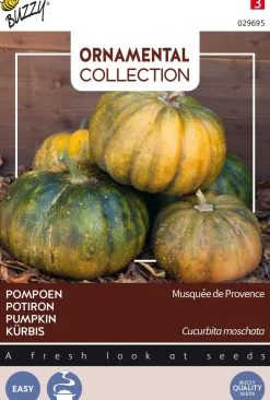 Intratuin Buzzy® Ornamental Kürbis (Cucurbita moschata 'Musquée De Provence') Samen| Gemüsesamen|Saatgut