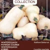 Intratuin Buzzy® Ornamental Kürbis (Cucurbita moschata 'Waltham Butternut') Samen| Gemüsesamen|Saatgut