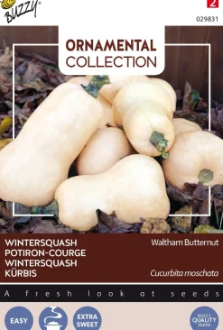 Intratuin Buzzy® Ornamental Kürbis (Cucurbita moschata 'Waltham Butternut') Samen| Gemüsesamen|Saatgut