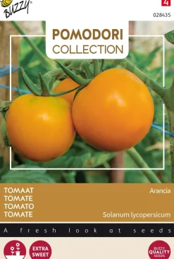 Intratuin Buzzy® Pomodori Tomate (Solanum lycopersicum 'Arancia') Samen| Gemüsesamen|Saatgut