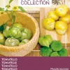 Intratuin Buzzy® Xotica Tomatillo (Physalis ixocarpa) Samen| Gemüsesamen|Saatgut