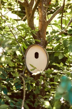 Intratuin Capi Europe Nistkasten für Star anthrazit 24 x 19 x 23 cm| Gartenvögel|Vogelhäuser & Nistkästen