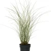 Intratuin Chinaschilf (Miscanthus sinensis 'Morning Light') D 23 H 80 cm| Blühende Pflanzen|Winterharte Pflanzen