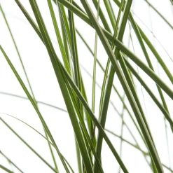 Intratuin Chinaschilf (Miscanthus sinensis 'Morning Light') D 23 H 80 cm| Blühende Pflanzen|Winterharte Pflanzen