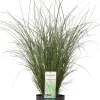 Intratuin Chinaschilf (Miscanthus sinensis 'Gracillimus') D 23 H 100 cm| Blühende Pflanzen|Winterharte Pflanzen