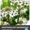 Intratuin Chincherinchee (Ornithogalum saundersiae) Blumenzwiebeln| Blumenzwiebeln|Sommer-Blüher