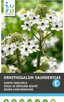 Intratuin Chincherinchee (Ornithogalum saundersiae) Blumenzwiebeln| Blumenzwiebeln|Sommer-Blüher