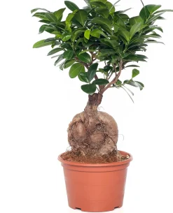 Intratuin Chinesische Feige (Ficus microcarpa 'Ginseng') D 15 cm H 40 cm| Grünpflanzen|Bonsai