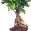 Intratuin Chinesische Feige (Ficus microcarpa 'Ginseng') D 12 cm H 35 cm| Bonsai|Grünpflanzen