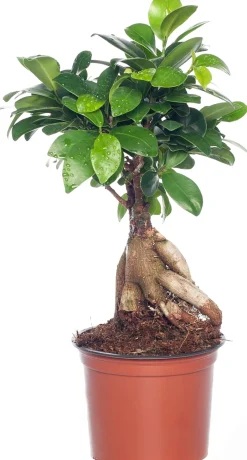 Intratuin Chinesische Feige (Ficus microcarpa 'Ginseng') D 12 cm H 35 cm| Bonsai|Grünpflanzen