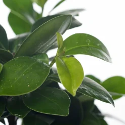 Intratuin Chinesische Feige (Ficus microcarpa 'Ginseng') D 12 cm H 35 cm| Bonsai|Grünpflanzen