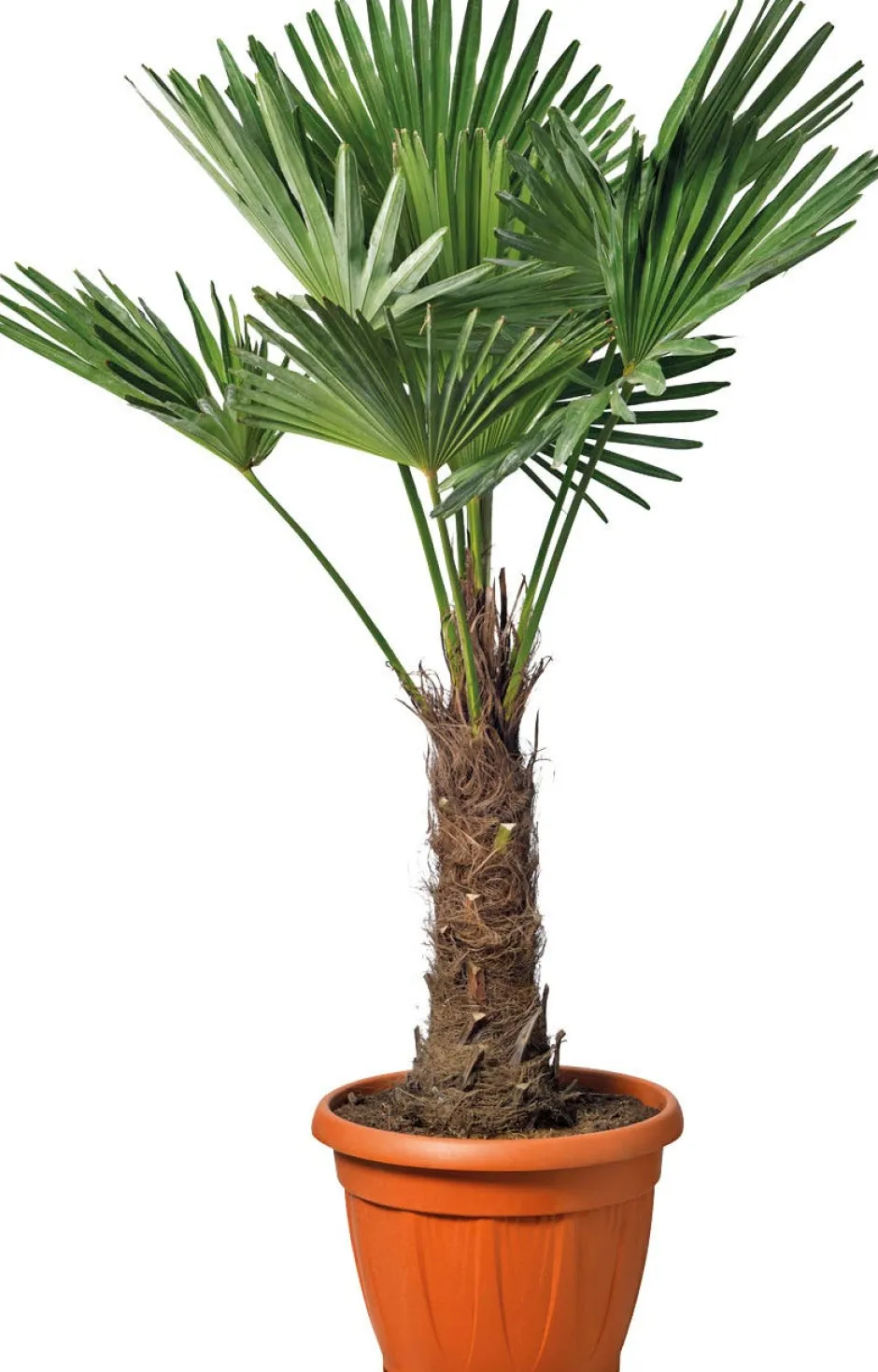 Intratuin Chinesische Hanfpalme (Trachycarpus fortunei) D 34 H 100 cm| Immergrüne Pflanzen|Winterharte Pflanzen