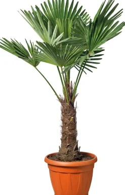 Intratuin Chinesische Hanfpalme (Trachycarpus fortunei) D 26 H 75 cm| Palmen