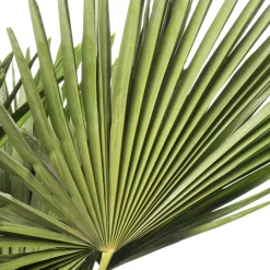 Intratuin Chinesische Hanfpalme (Trachycarpus fortunei) D 36 H 150 cm| Winterharte Pflanzen|Palmen