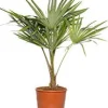 Intratuin Chinesische Hanfpalme (Trachycarpus fortunei) D 10 H 60 cm| Palmen