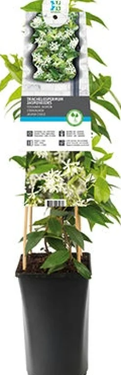 Intratuin Chinesischer Jasmin (Trachelospermum jasminoides) D 21 H 150 cm| Blühende Pflanzen|Kletterpflanzen