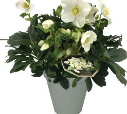 Intratuin Christrose (Helleborus 'Joel') D 15 H 35 cm| Blühende Pflanzen|Winterharte Pflanzen
