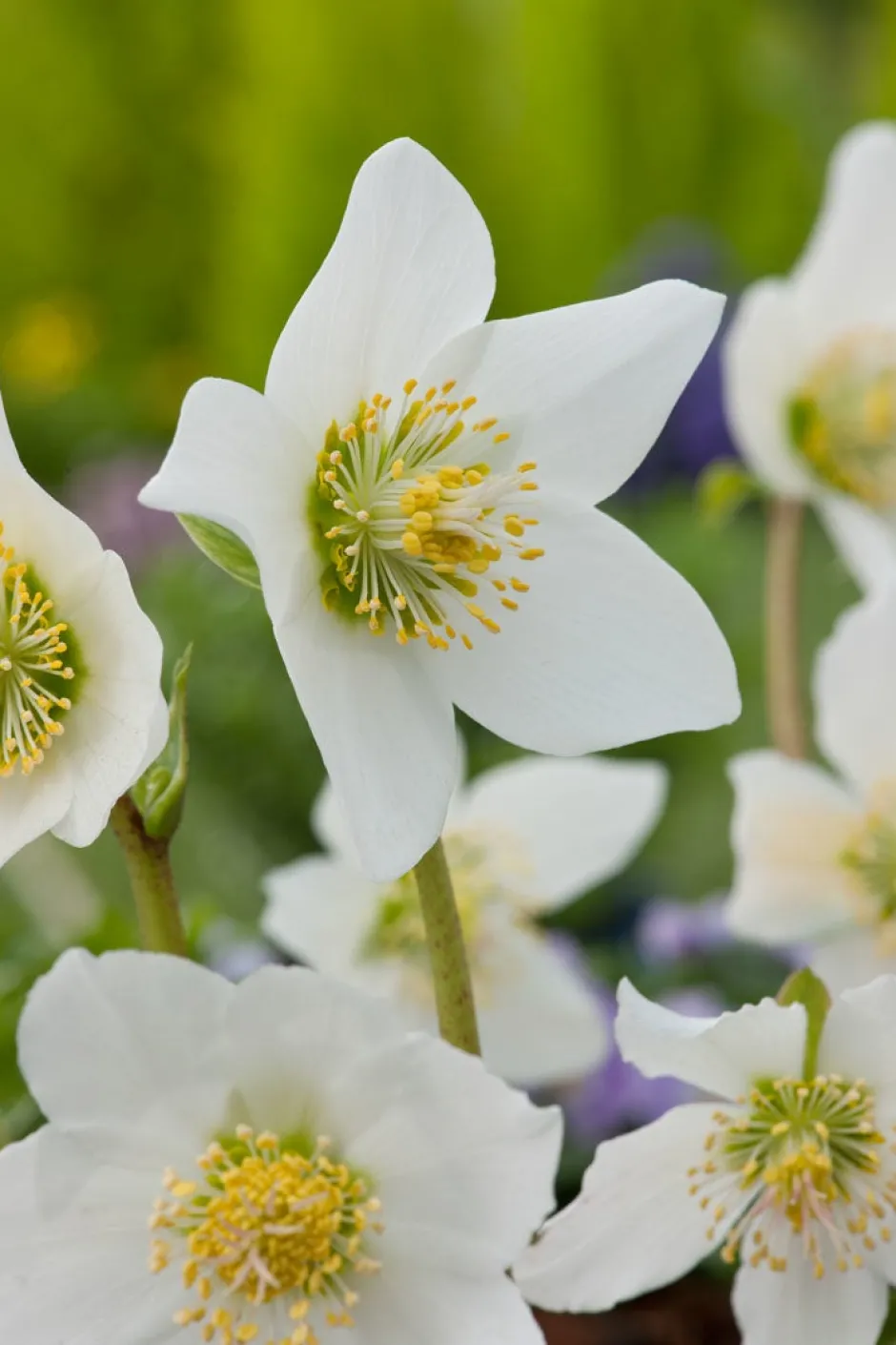 Intratuin Christrose (Helleborus niger) D 11 H 30 cm| Pflanzen Für Schatten|Mehrjährige Pflanzen