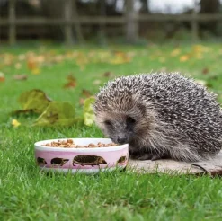 Intratuin CJ Wildlife Igelfutterschale Myrte weiß D 13 H 4 cm| Eichhörnchen- & Igelfutter