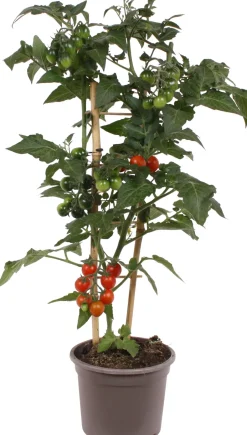 Intratuin Cocktailtomate (Solanum lycopersicum) D 14 H 50 cm| Obst, Gemüse & Kräuter|Gemüsepflanzen