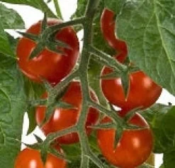 Intratuin Cocktailtomate (Solanum lycopersicum) D 14 H 50 cm| Obst, Gemüse & Kräuter|Gemüsepflanzen