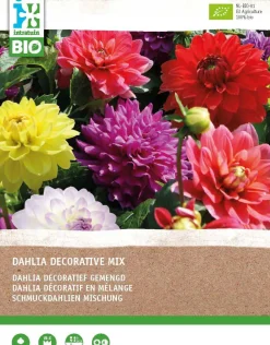 Intratuin Dahlie (Dahlia) (BIO) Blumenzwiebeln gemischt 4 St.| Sommer-Blüher|Blumenzwiebeln