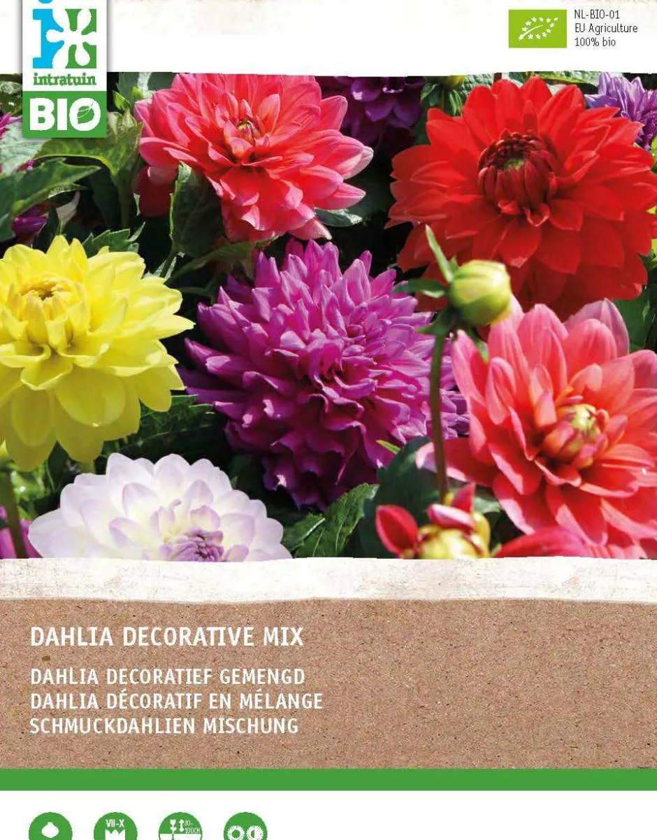 Intratuin Dahlie (Dahlia) (BIO) Blumenzwiebeln gemischt 4 St.| Sommer-Blüher|Blumenzwiebeln