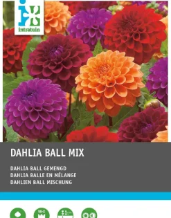 Intratuin Dahlie (Dahlia) Blumenzwiebeln 3 St.| Sommer-Blüher|Blumenzwiebeln