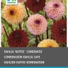Intratuin Dahlie (Dahlia 'Coffee') Blumenzwiebeln gemischt 3 St.| Sommer-Blüher|Blumenzwiebeln