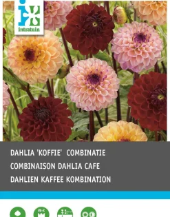 Intratuin Dahlie (Dahlia 'Coffee') Blumenzwiebeln gemischt 3 St.| Sommer-Blüher|Blumenzwiebeln
