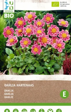 Intratuin Dahlie (Dahlia 'Hartenaas') (BIO) Blumenzwiebel| Sommer-Blüher|Blumenzwiebeln