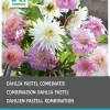 Intratuin Dahlie (Dahlia 'Pastel') Blumenzwiebeln gemischt 3 St.| Sommer-Blüher|Blumenzwiebeln
