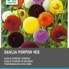 Intratuin Dahlie (Dahlia pompon) Blumenzwiebeln 5 St.| Sommer-Blüher|Blumenzwiebeln