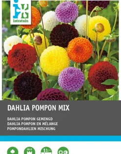 Intratuin Dahlie (Dahlia pompon) Blumenzwiebeln 5 St.| Sommer-Blüher|Blumenzwiebeln