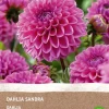 Intratuin Dahlie (Dahlia Sandra) (BIO) Blumenzwiebel 1 St.| Sommer-Blüher|Blumenzwiebeln