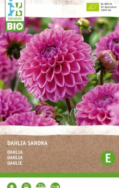 Intratuin Dahlie (Dahlia Sandra) (BIO) Blumenzwiebel 1 St.| Sommer-Blüher|Blumenzwiebeln