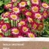 Intratuin Dahlie (Dahlia 'Sweetheart') (BIO) Blumenzwiebeln| Sommer-Blüher|Blumenzwiebeln