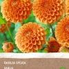 Intratuin Dahlie (Dahlia 'Sylvia') (BIO) Blumenzwiebel| Sommer-Blüher|Blumenzwiebeln
