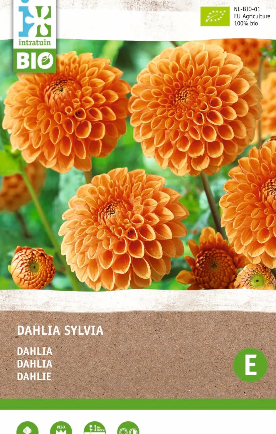 Intratuin Dahlie (Dahlia 'Sylvia') (BIO) Blumenzwiebel| Sommer-Blüher|Blumenzwiebeln