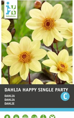 Intratuin Dahlie einblütig (Dahlia 'Happy Single Party') Blumenzwiebel| Sommer-Blüher|Blumenzwiebeln