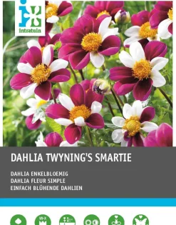 Intratuin Dahlie einblütig (Dahlia 'Twyning's Smartie') Blumenzwiebeln 5 St.| Sommer-Blüher|Blumenzwiebeln