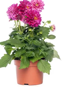 Intratuin Dahlie Mix (Dahlia) D 23 H 45 cm| Blühende Pflanzen|Einjährige Pflanzen