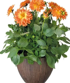 Intratuin Dahlie Mix (Dahlia) D 23 H 45 cm| Blühende Pflanzen|Einjährige Pflanzen