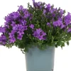 Intratuin Dalmatiner Glockenblume (Campanula portenschlagiana 'Ambella Purple') D 12 H 25 cm| Winterharte Pflanzen|Bodendecker