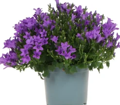 Intratuin Dalmatiner Glockenblume (Campanula portenschlagiana 'Ambella Purple') D 12 H 25 cm| Winterharte Pflanzen|Bodendecker