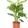 Intratuin Dieffenbachie (Dieffenbachia 'Sublime') D 17 H 65 cm| Grünpflanzen|Dieffenbachia
