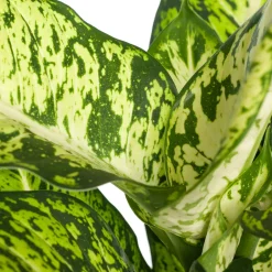 Intratuin Dieffenbachie (Dieffenbachia 'Sublime') D 17 H 65 cm| Grünpflanzen|Dieffenbachia