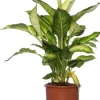 Intratuin Dieffenbachie (Dieffenbachia 'Summer Style') D 17 H 60 cm| Grünpflanzen|Dieffenbachia